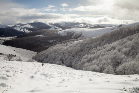 Image Not Found On Media Library