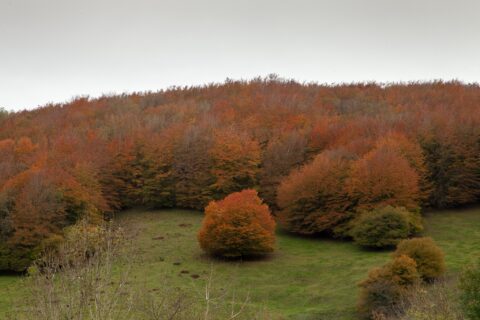 Image Not Found On Media Library