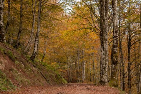 Image Not Found On Media Library