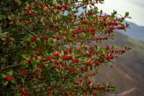 Image Not Found On Media Library