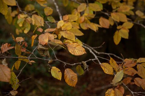 Image Not Found On Media Library