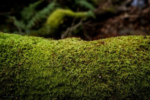 Image Not Found On Media Library