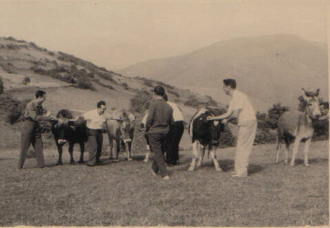 Image Not Found On Media Library