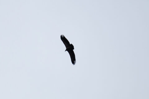 Image Not Found On Media Library