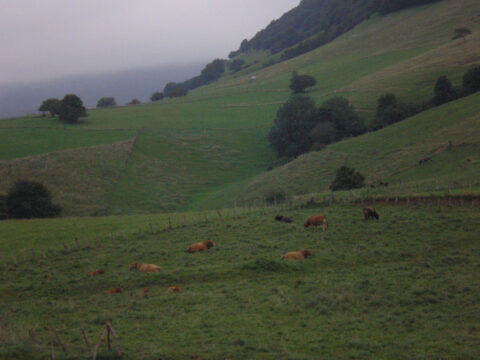 Image Not Found On Media Library