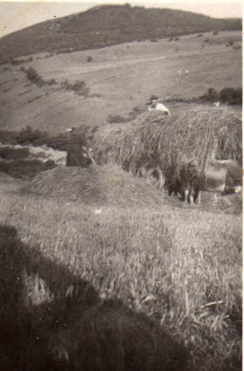 Image Not Found On Media Library