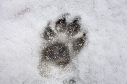 Image Not Found On Media Library