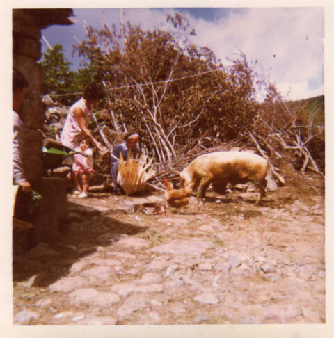 Image Not Found On Media Library