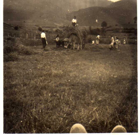 Image Not Found On Media Library