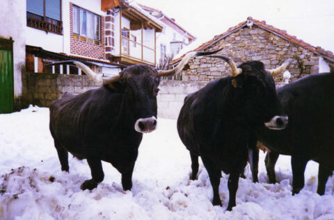 Image Not Found On Media Library