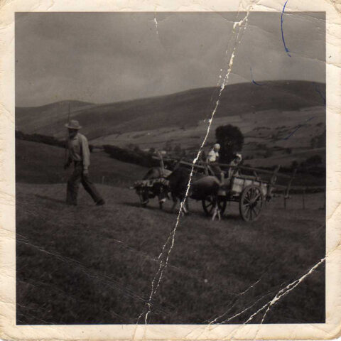 Image Not Found On Media Library