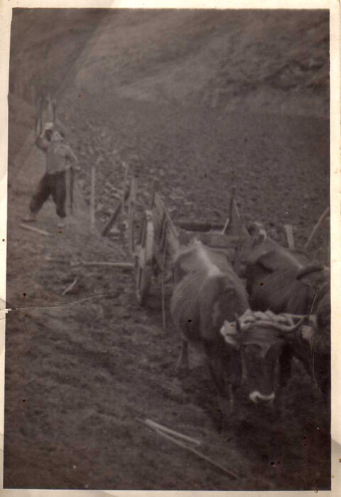 Image Not Found On Media Library