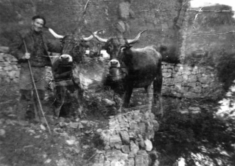 Image Not Found On Media Library