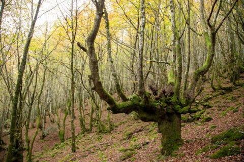 Image Not Found On Media Library