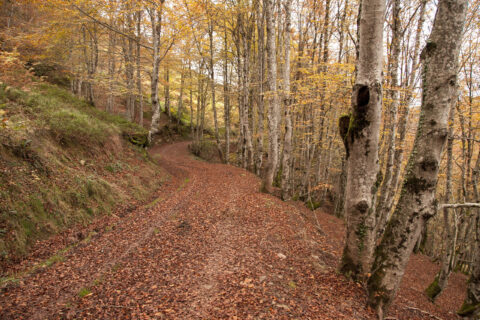 Image Not Found On Media Library