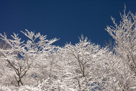 Image Not Found On Media Library