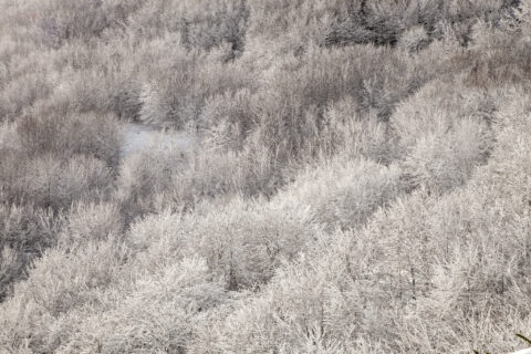 Image Not Found On Media Library