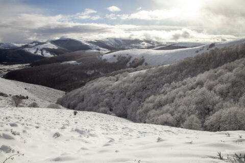 Image Not Found On Media Library